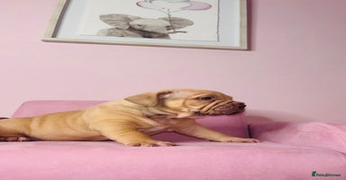 American Bully dogs Pocket bully pups ready too leave 11th dec - Advert 9