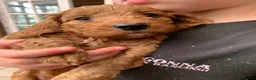Cockapoo dogs for sale: Fox red cockerpoos  in Newtown - Advert 14