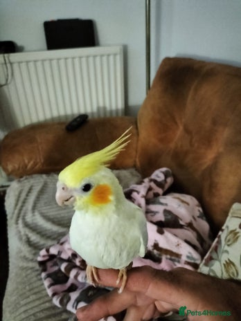 Cockatiels birds - Advert 12