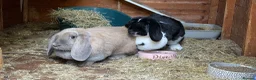 French Lop rabbits for sale: 3x French Lop rabbits (mum, daughter and dad) in Louth - Advert 1