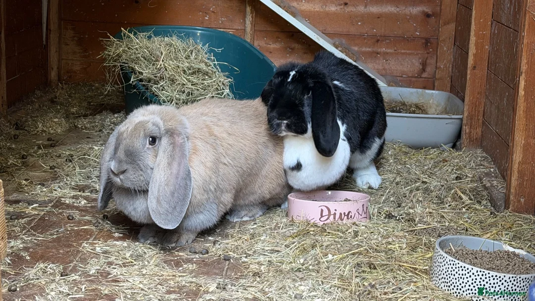 French Lop rabbits for sale: 3x French Lop rabbits (mum, daughter and dad) in Louth - Advert 1