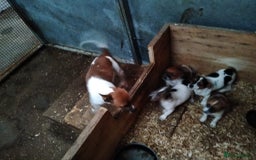 Mixed Breed dogs for sale: Adorable ‘Jackahuahua’ puppies - Image 3