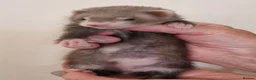 Ferret rodents for sale: Ferret kits - Advert 3