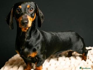 Dachshund dogs KC Pra clear Black & Tan at stud 4.6kg in Corwen - Advert 5
