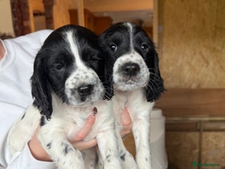 Cocker Spaniel dogs - Advert 8