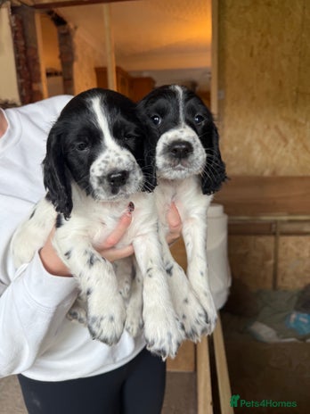 Cocker Spaniel dogs - Advert 2