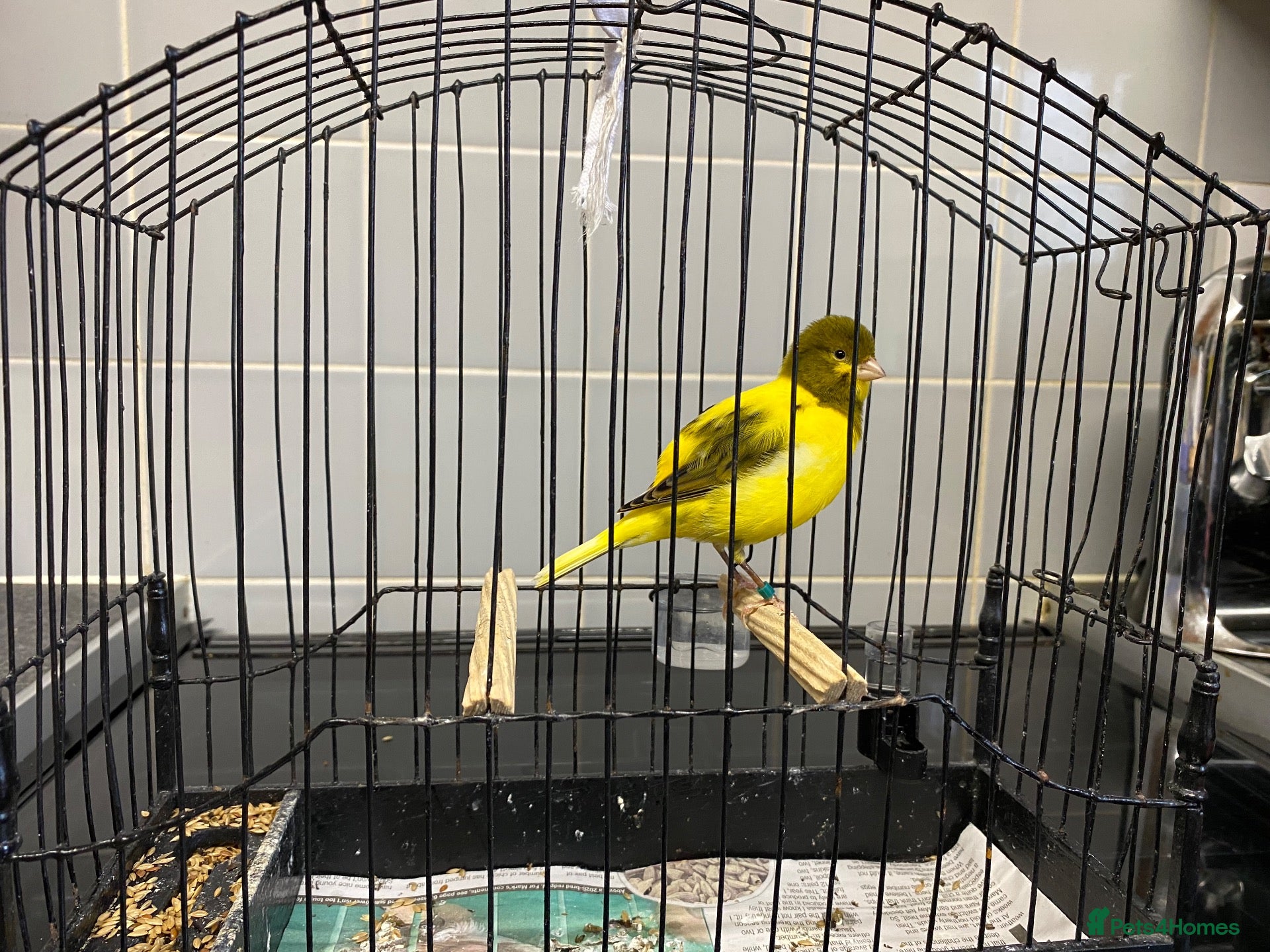 Canaries birds Fife canaries for sale - Advert 2