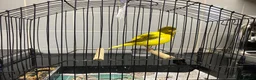 Canaries birds for sale: Fife canaries for sale - Advert 1