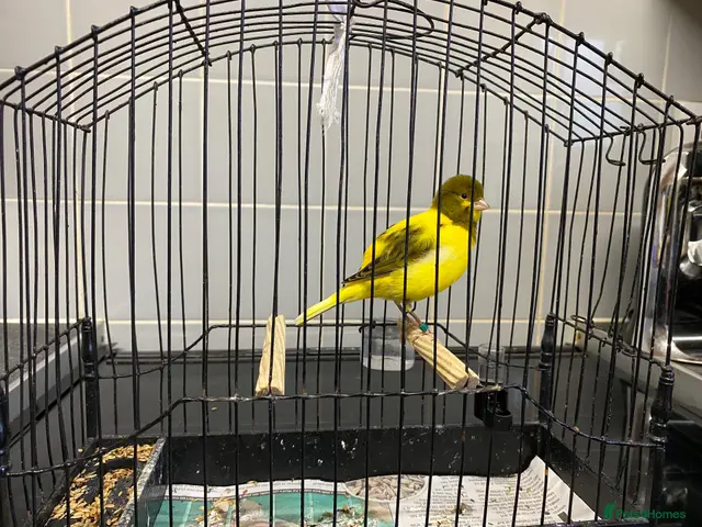 Canaries birds Fife canaries for sale - Advert 2