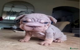 French Bulldog dogs for sale: Beautiful French bulldogs - Image 24
