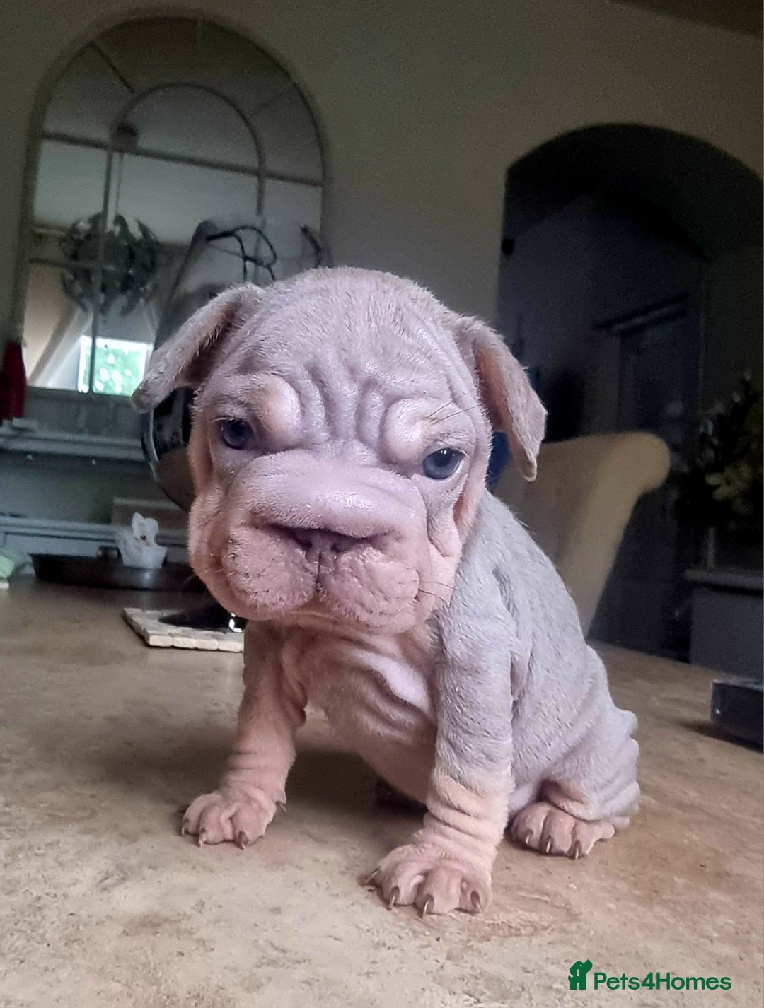 French Bulldog dogs for sale: Beautiful French bulldogs - Image 24