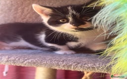 Brazilian Shorthair cats for sale: Kitten 🐈‍⬛  - Image 4