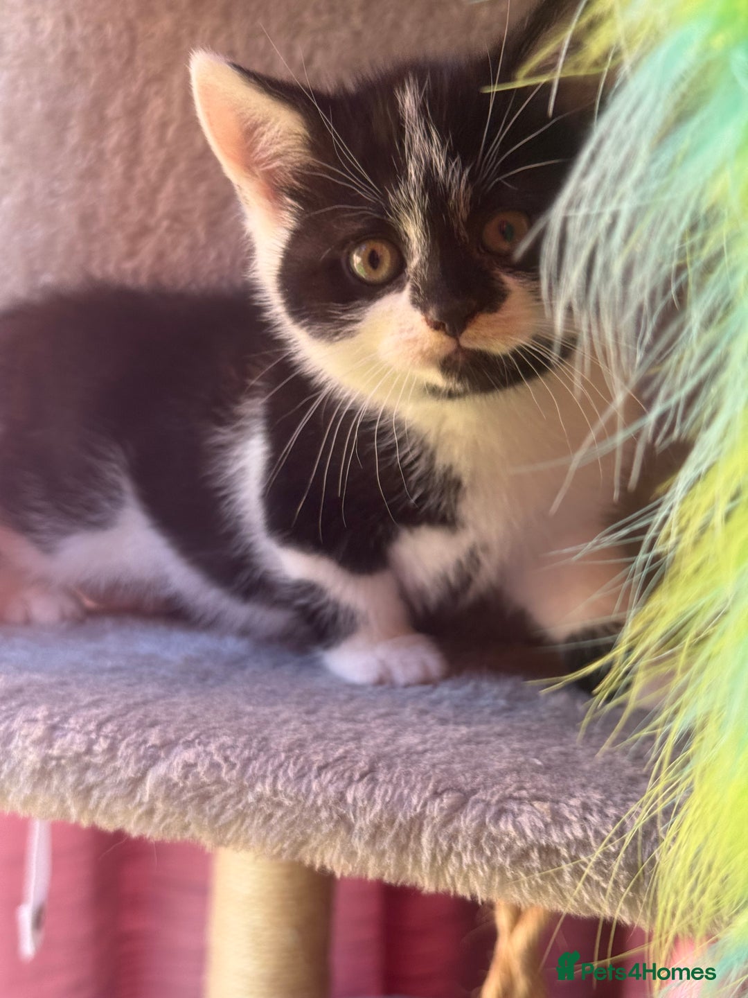 Brazilian Shorthair cats for sale: Kitten 🐈‍⬛  - Image 4