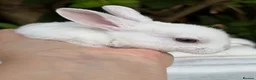 Rex rabbits for sale: ONE LEFT stunning blue eyed white mini rex baby in Whitchurch - Advert 8