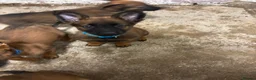 Belgian Shepherd Dog dogs for sale: Belgian malinois puppies - Advert 2
