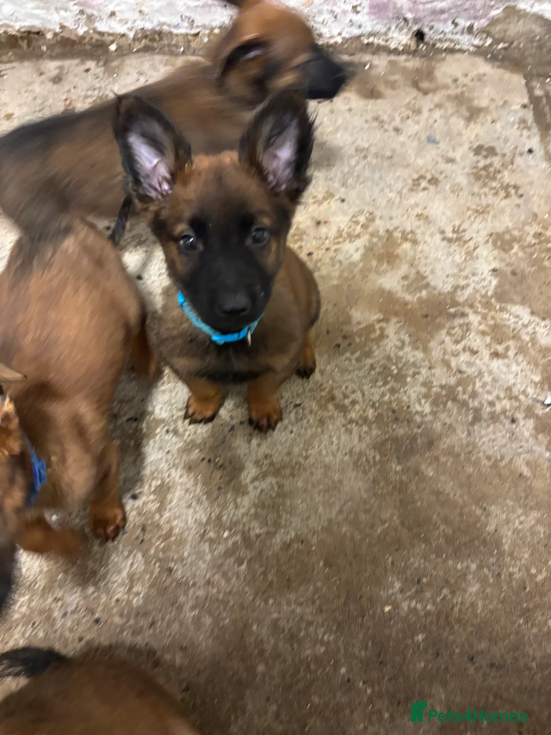 Belgian Shepherd Dog dogs for sale: Belgian malinois puppies - Advert 2