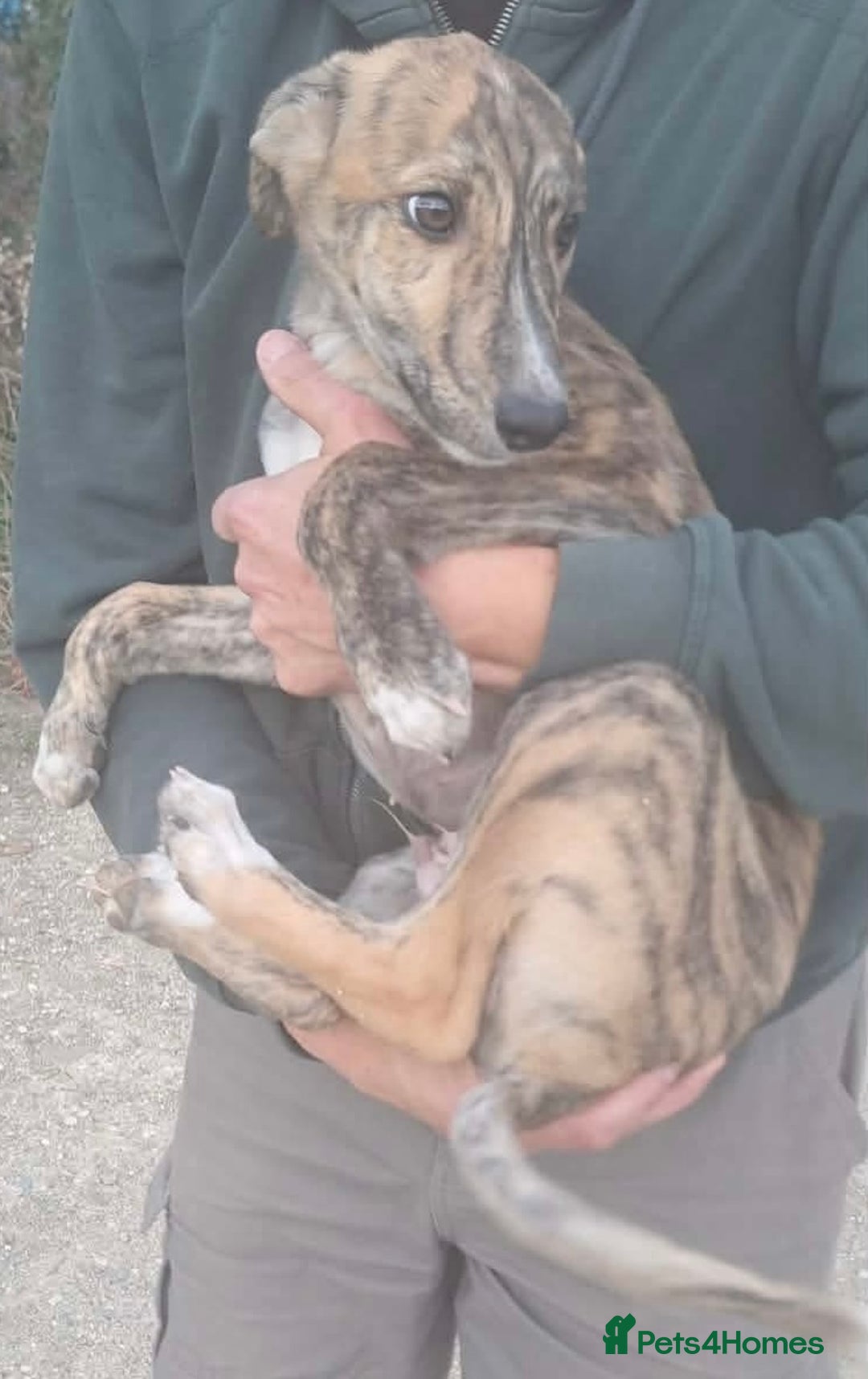 Mixed Breed dogs for adoption: Taz needs a loving home  - Advert 8