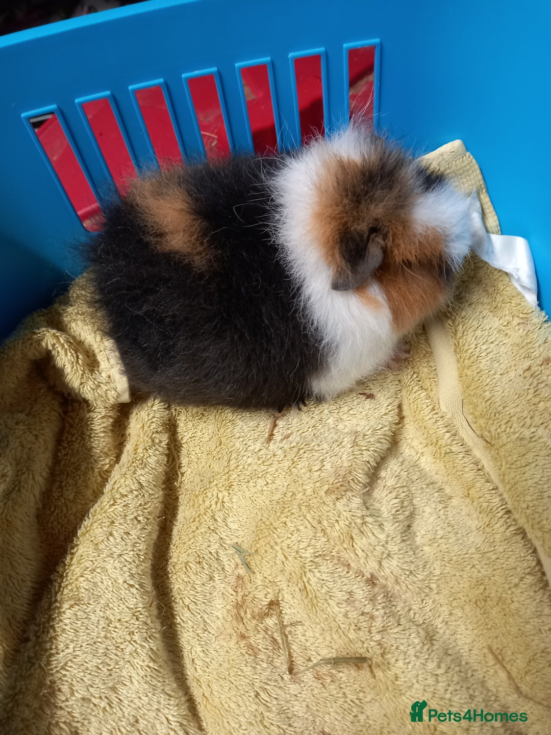 Guinea Pig rodents for sale: Swiss tri coloured girl - Advert 4