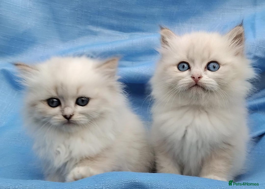 Siberian cats for sale: GCCF Registered Siberian kittens for sale  - Image 8
