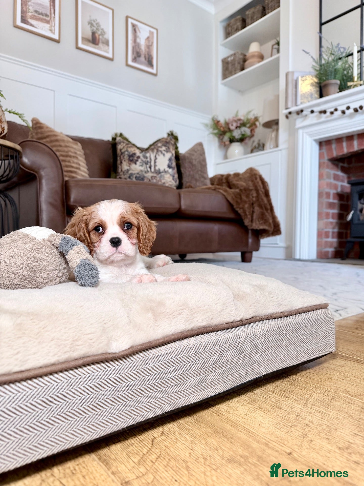 Cavalier King Charles Spaniel dogs Ready now, KC Cavalier King Charles Spaniel MALE.  - Advert 1