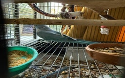 Parakeets birds for sale: Male Indian ringneck  - Image 5