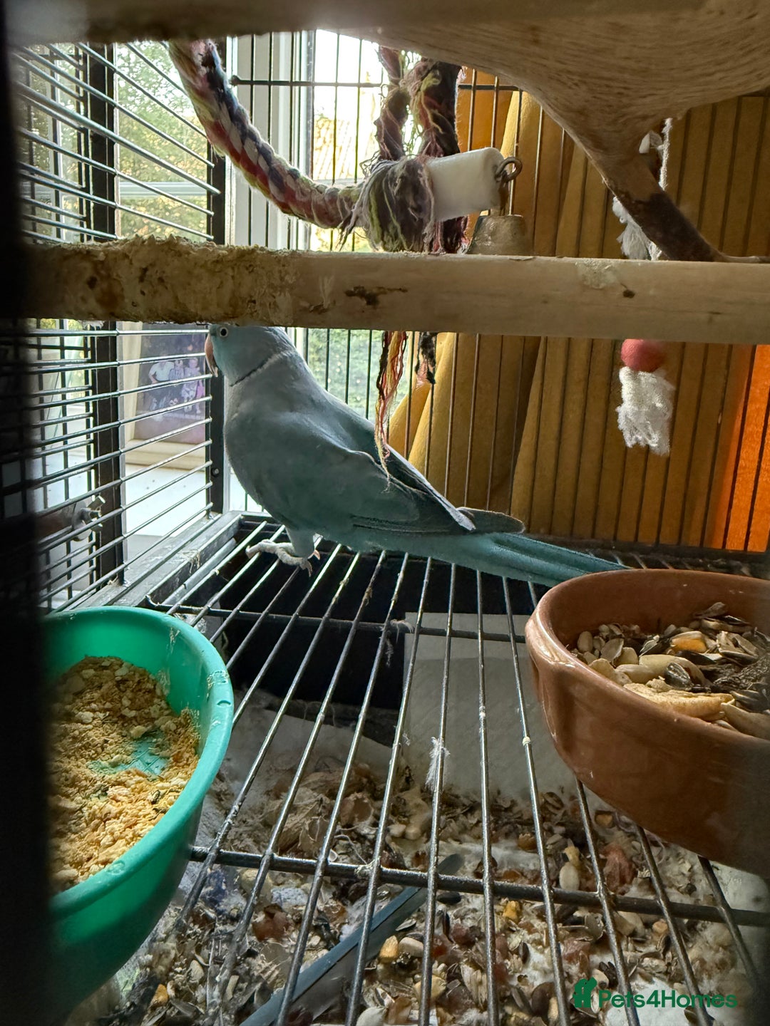 Parakeets birds for sale: Male Indian ringneck  - Image 5