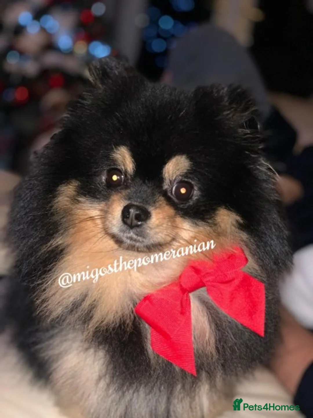 Pomeranian dogs for stud: Stunning proven KC black and tan pom stud in Ebbw Vale - Advert 9