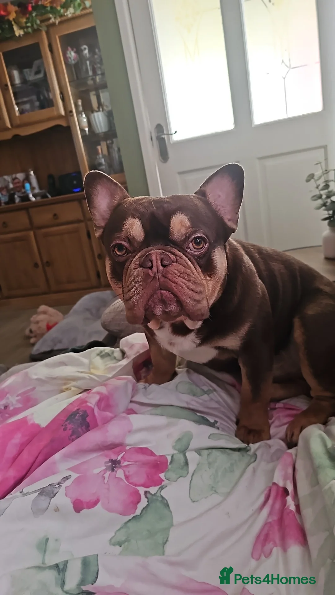 French Bulldog dogs for stud: Rolo  in King's Lynn - Advert 2