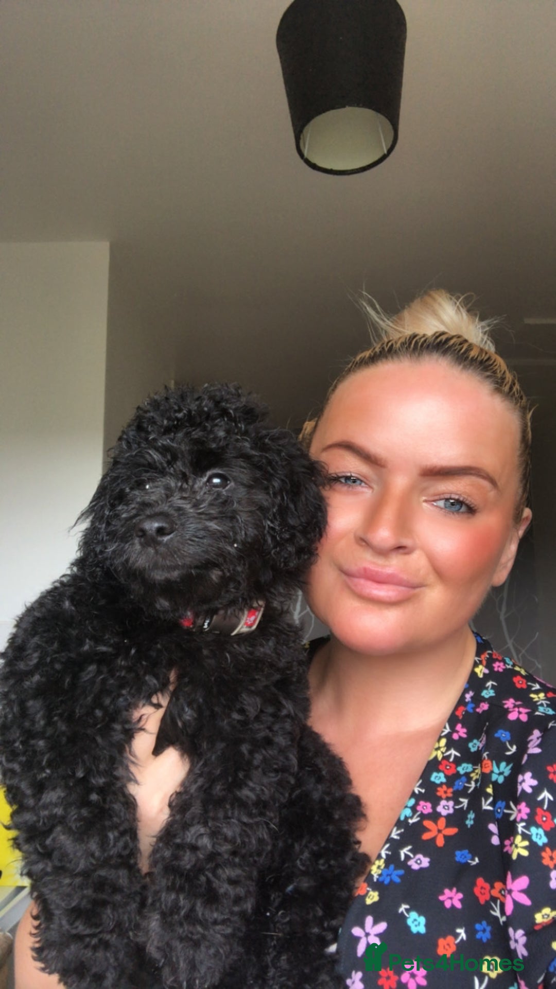 Cockapoo dogs for sale: Lucky  - Image 15