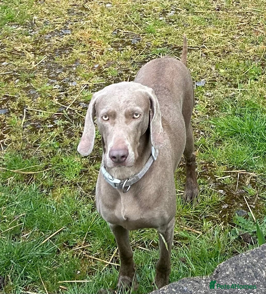 Weimaraner dogs Gorgeous Boy Weimaraner puppy - Advert 3