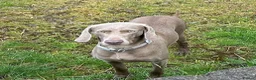 Weimaraner dogs for sale: Gorgeous Boy Weimaraner puppy - Advert 1