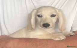 Miniature Dachshund dogs for sale: Platinum Cream Longhair Miniature girls - Image 1
