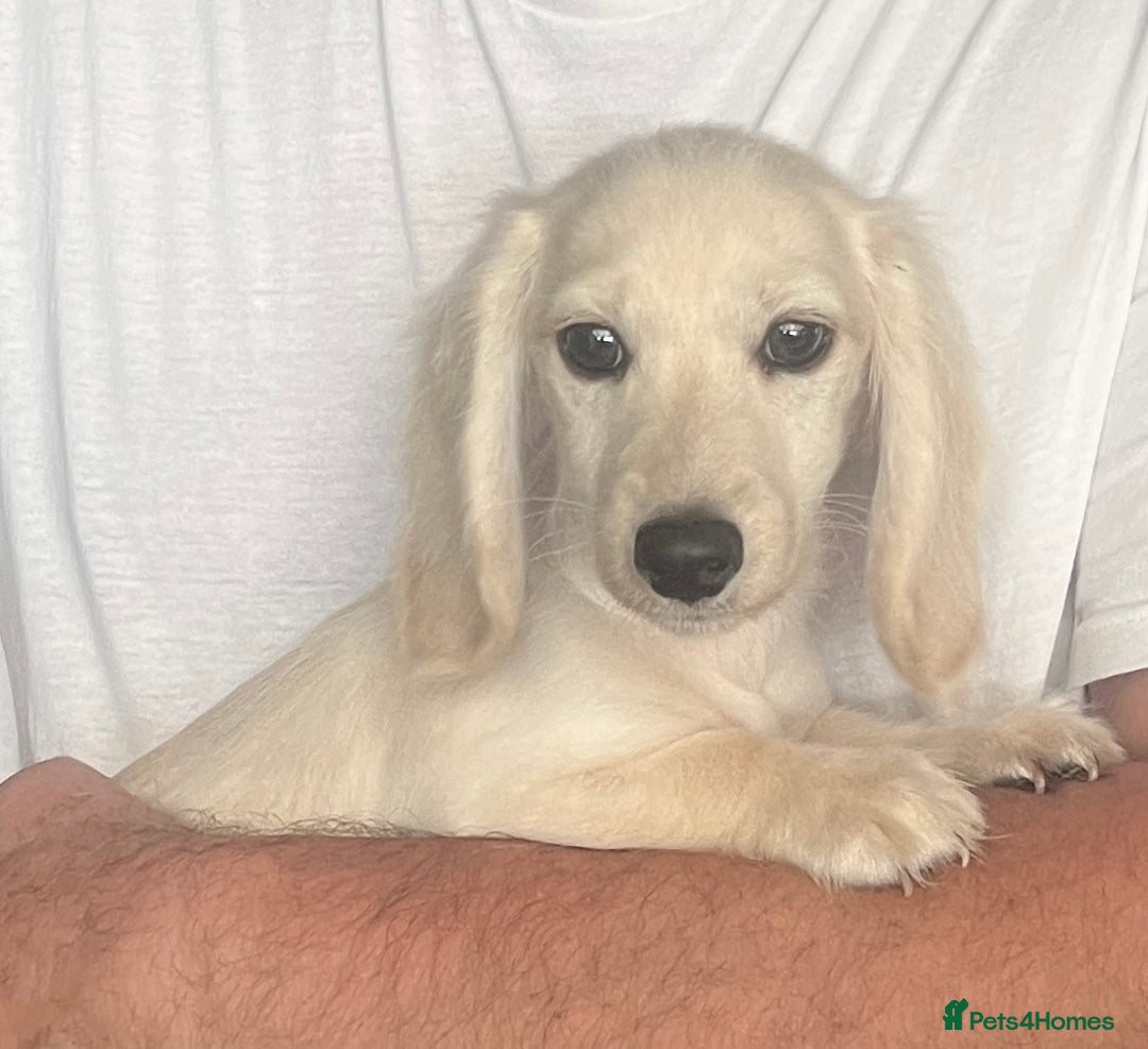 Miniature Dachshund dogs for sale: Platinum Cream Longhair Miniature girls - Image 1