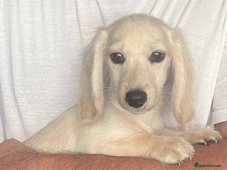 Miniature Dachshund dogs - Advert 18