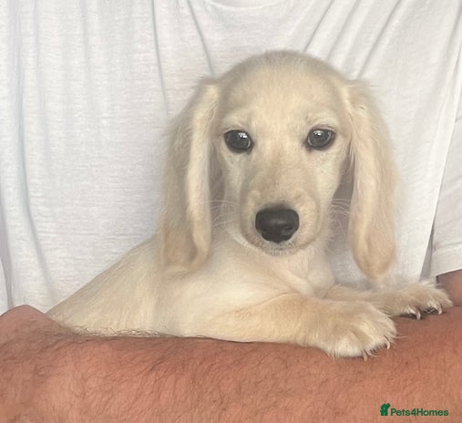 Miniature Dachshund dogs - Advert 1