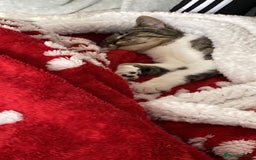 British Shorthair cats for sale: Affectionate 18 month old girl cat for rehoming - Image 1