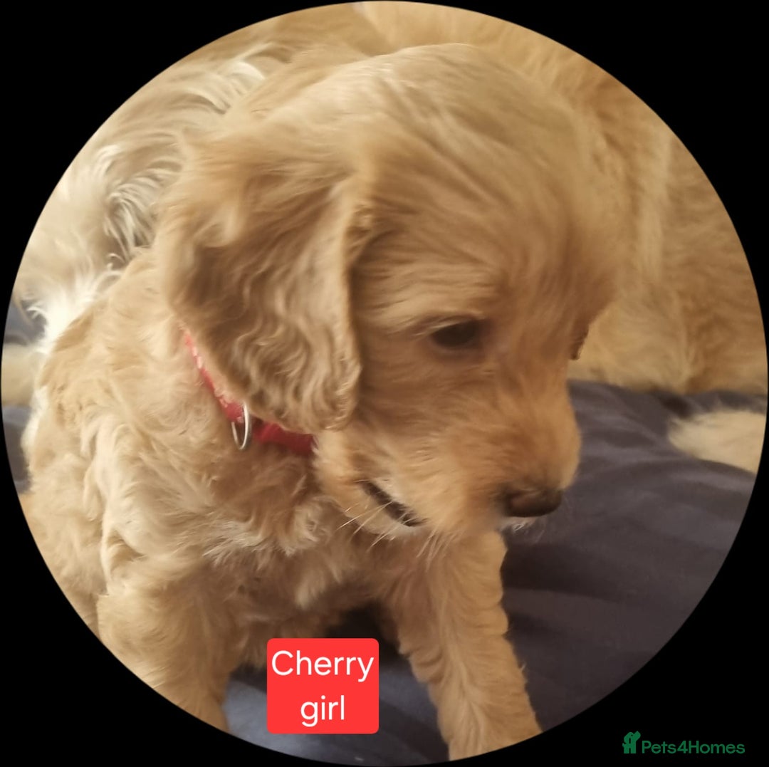 Labradoodle dogs for sale: Outstanding beautiful labradoodles F3b puppies - Image 13