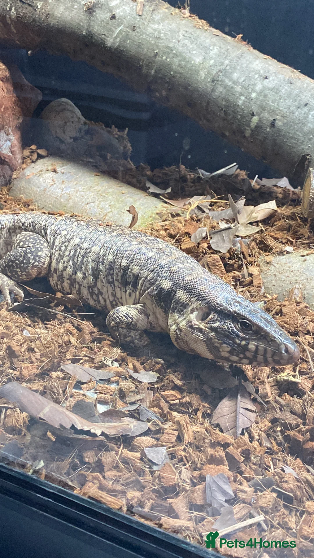 Lizard reptiles for sale: Red tegu in Benfleet - Advert 5