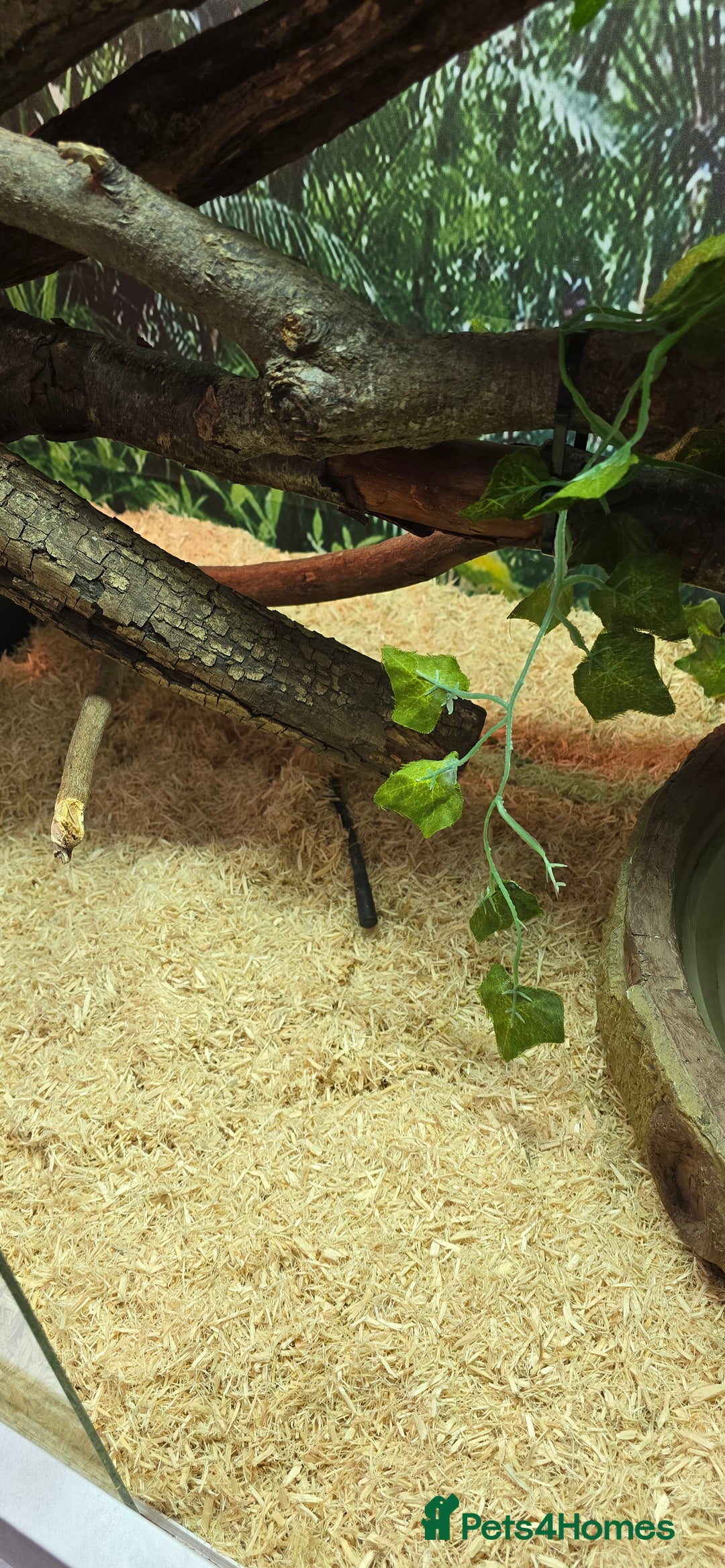 Boa Snake reptiles for sale: Large Snake Vivarium Setup + 2 Boa Constrictors - Advert 30