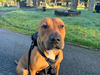 Mixed Breed dogs Remi - Advert 1