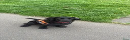 Cocker Spaniel dogs for sale: Cocker Spaniel in Paisley - Advert 3