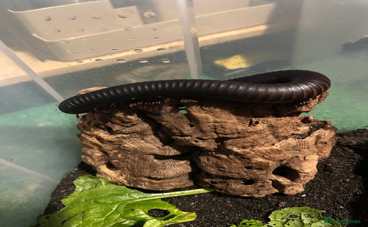 Millipedes invertebrates - Advert 1