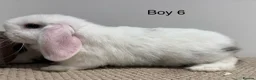 Mini Lop rabbits for sale: All reserved - Advert 3