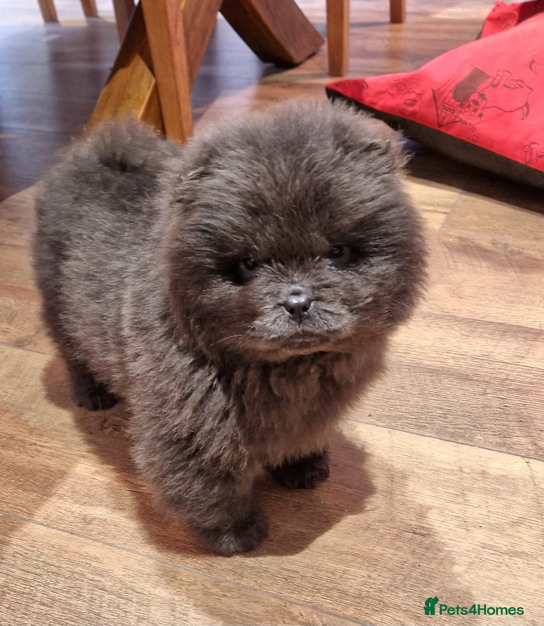 Chow Chow dogs for sale: Micro chow. Kc reg - Advert 7