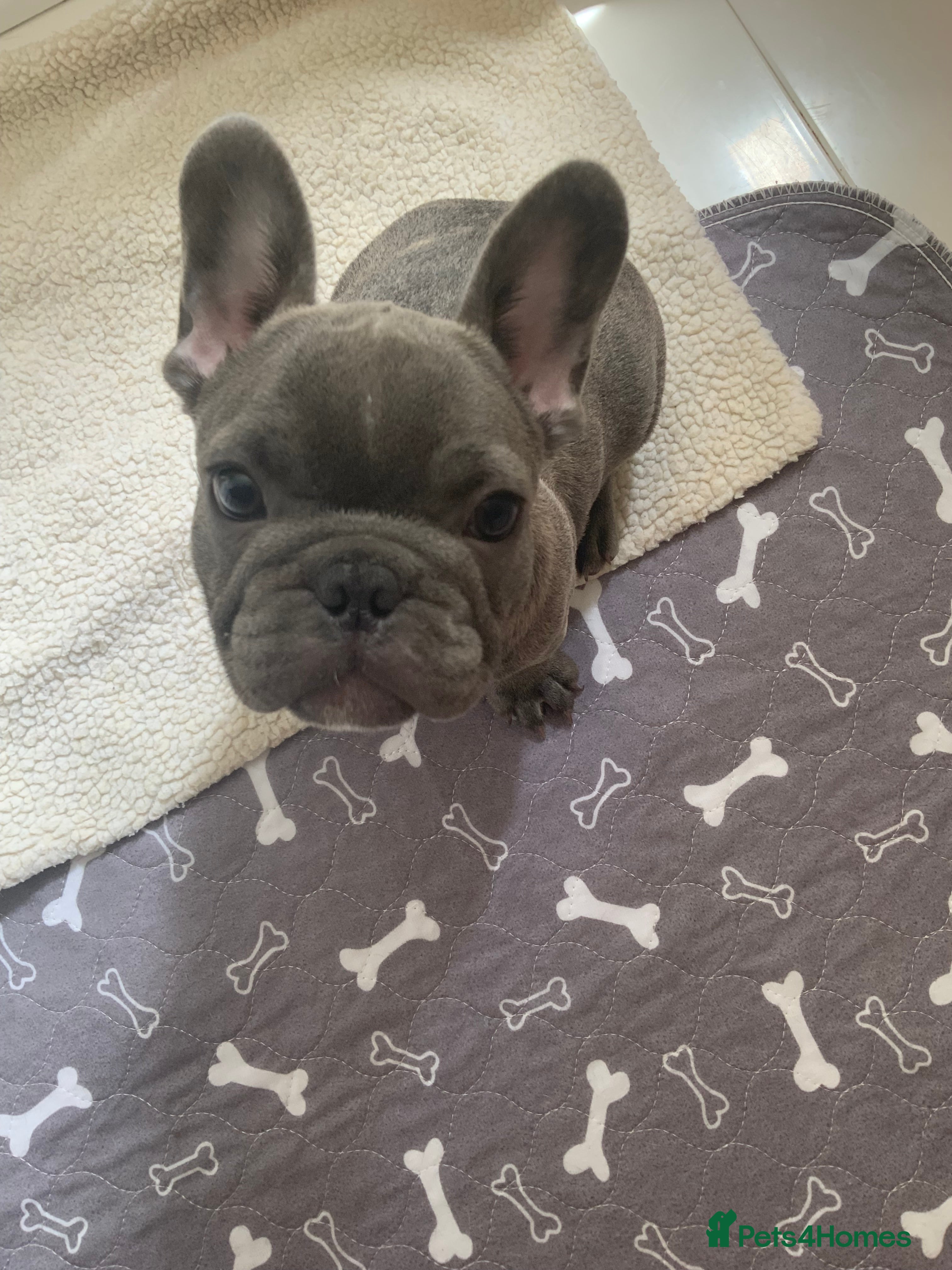 French Bulldog dogs for sale: 2 rare beautiful french bulldog 11 weeks old  - Advert 7
