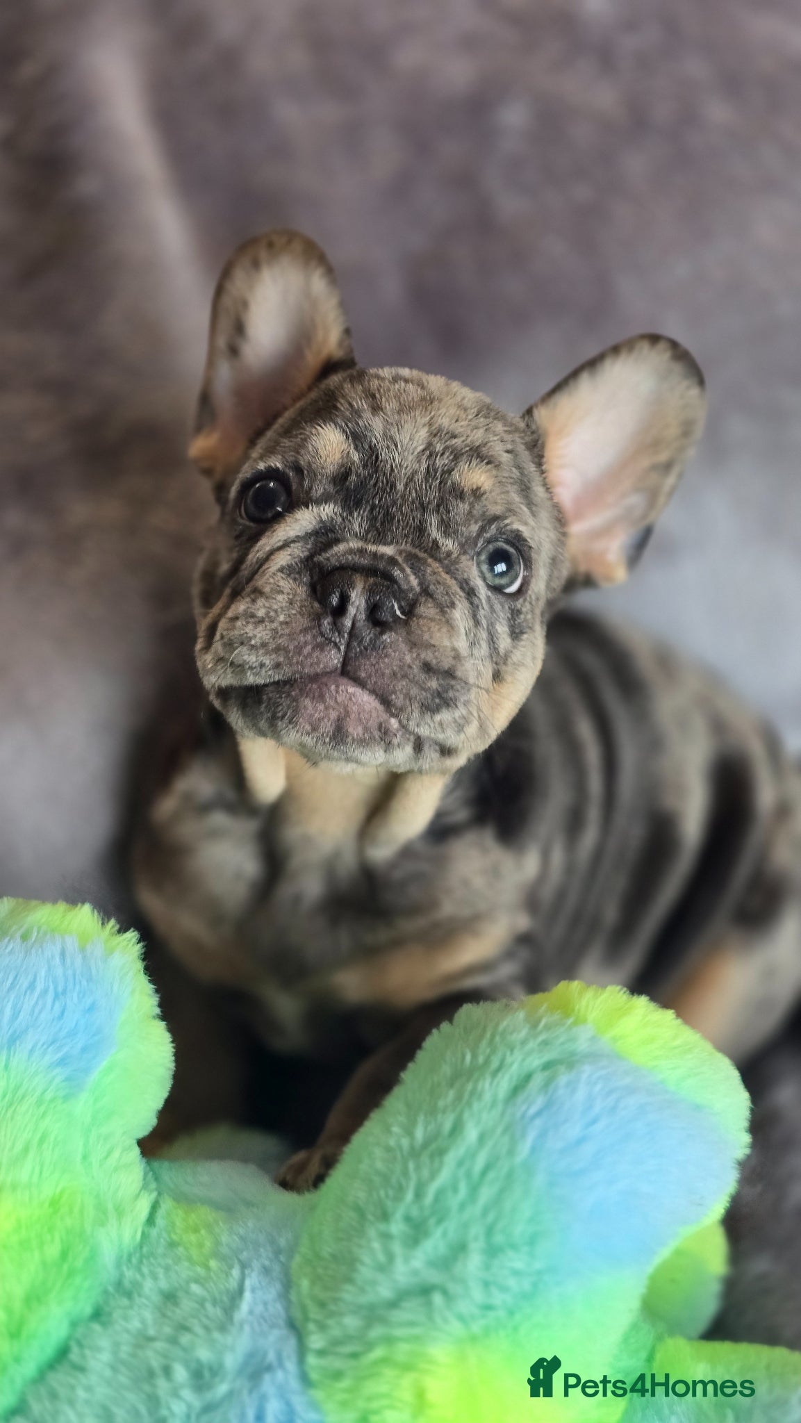 French Bulldog dogs 🐾 stunning french bulldog puppies - ready now 🐾 - Advert 11