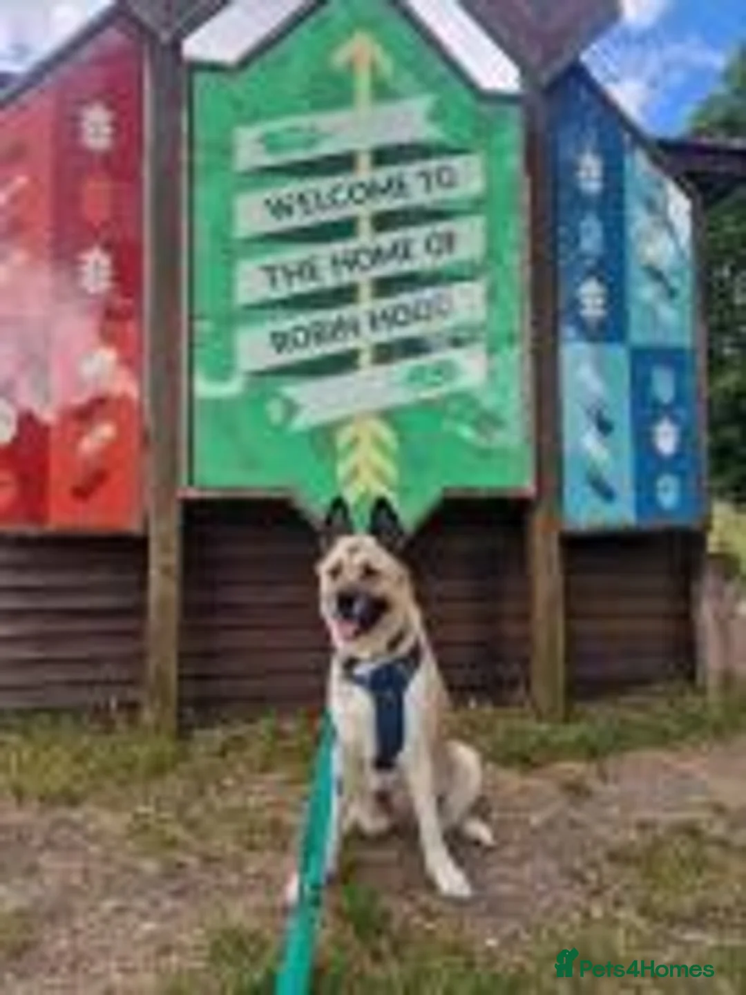 Akita dogs for adoption: Bonnie in Worksop - Advert 4