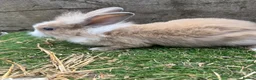 Mini Lop rabbits for sale: Mini Lop Girl Rabbit - Advert 3