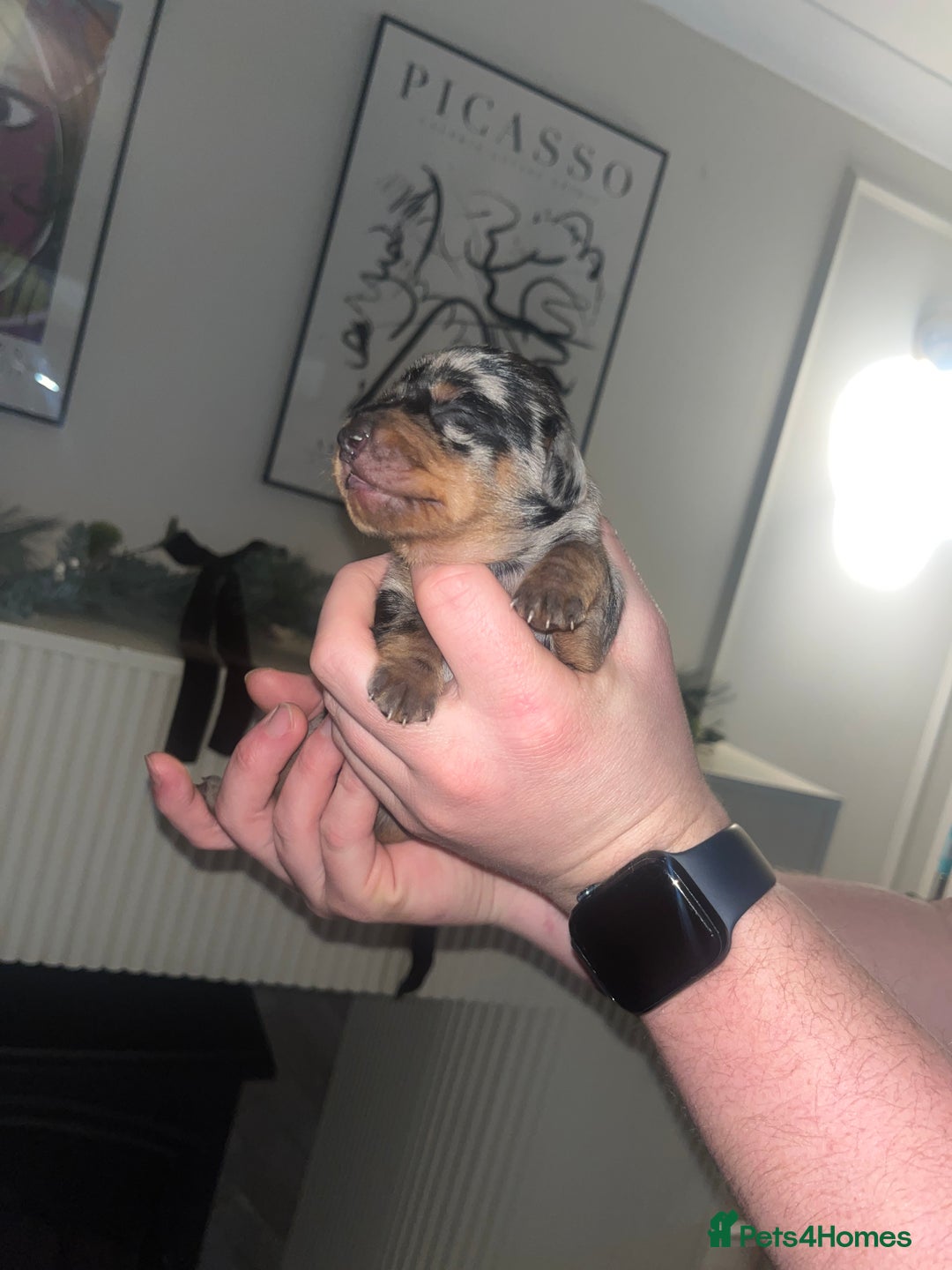 Dachshund dogs for sale: Dacshund Puppies - Advert 17