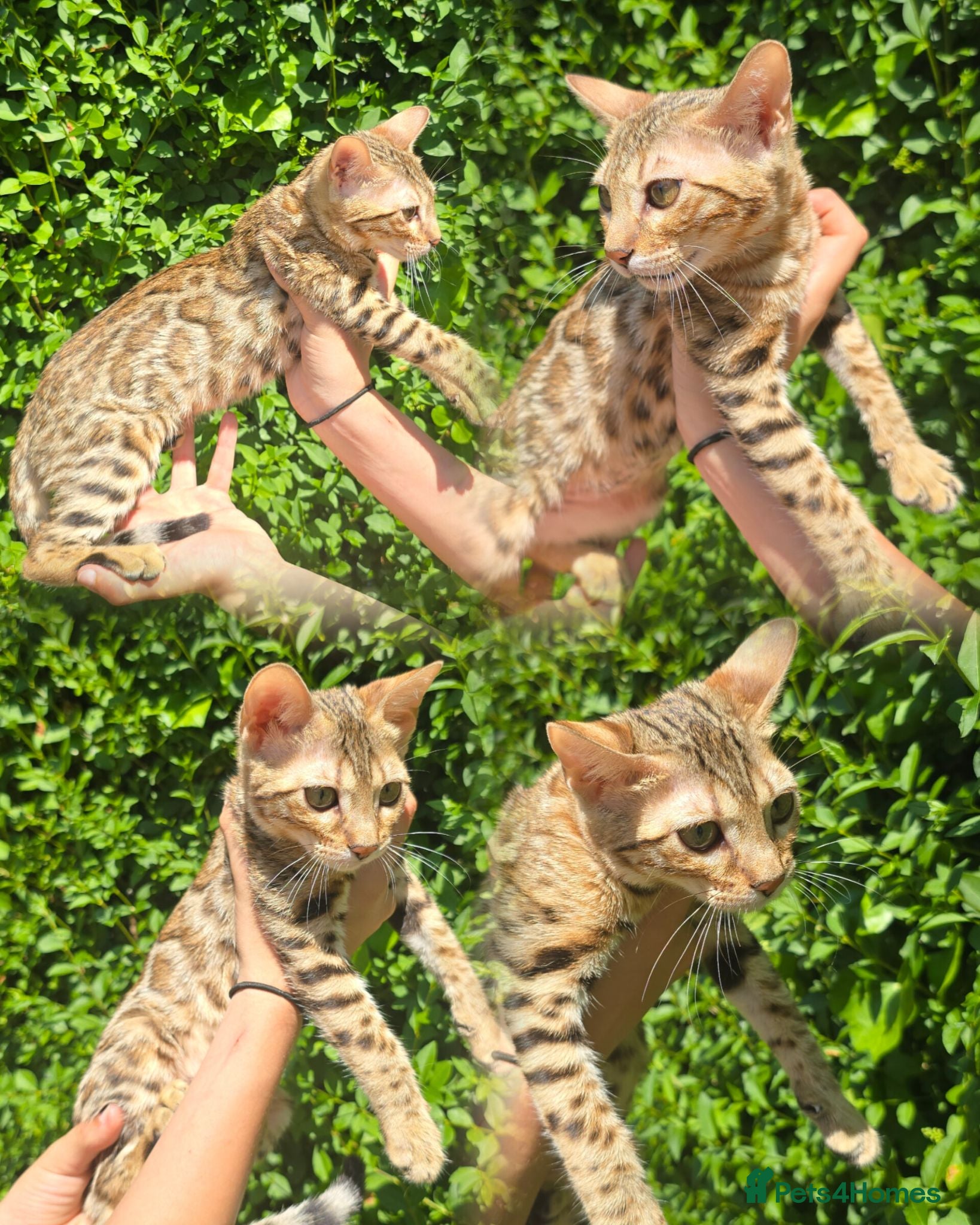 Bengal cats Ready NOW.. need go ASAP - Advert 10